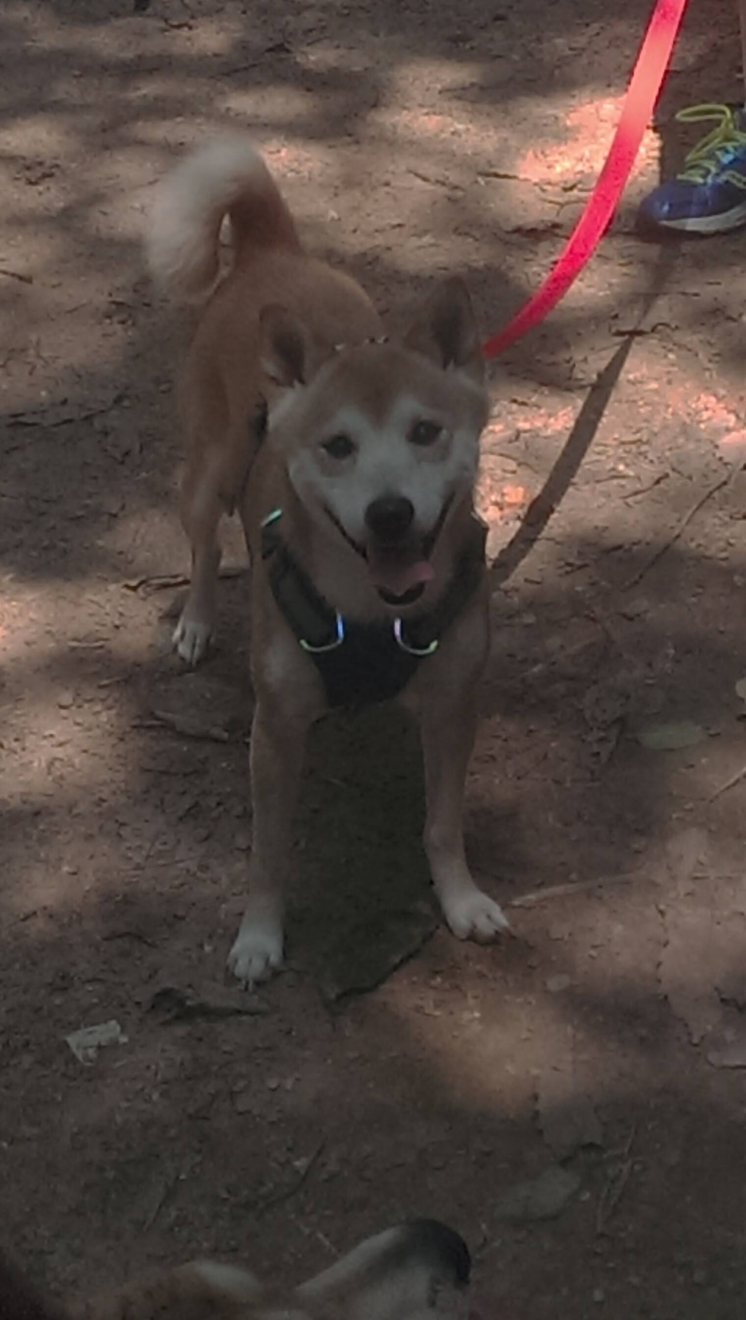 范弗利特降维打击，上海队防线七零八落