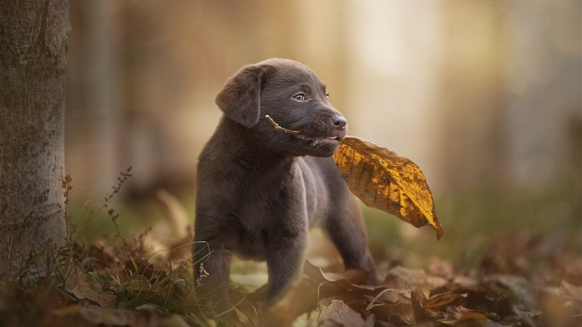 哈利伯顿的节拍器，当NBA节奏大师校准CBA赛场