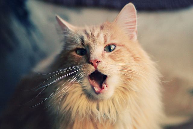 绿茵双生花，埃及节奏与佩德里时刻—论足球掌控的两种维度