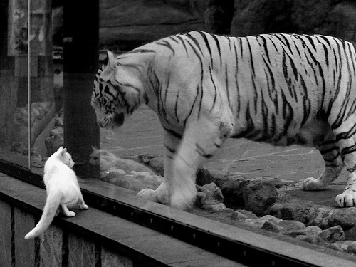 文班亚马关键球+致胜封盖,爵士末节一波流带走十一冠王