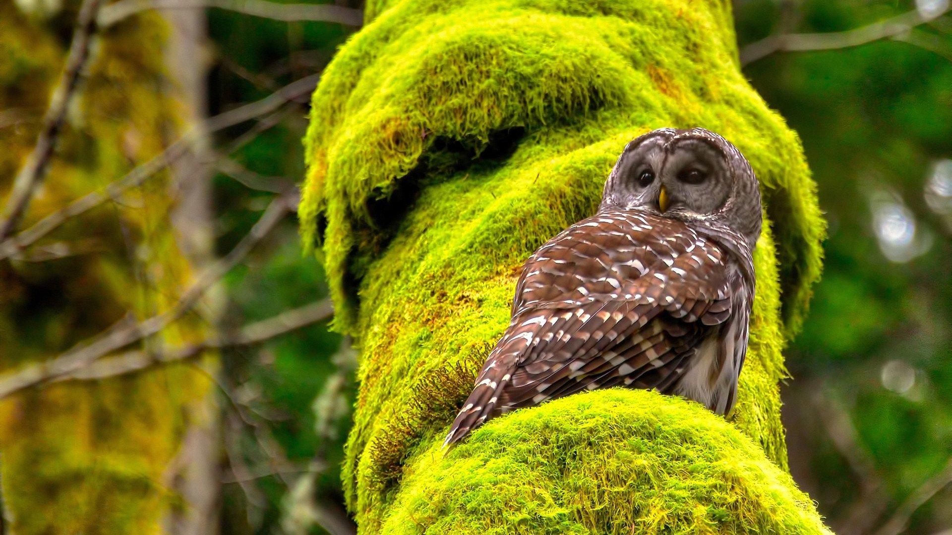 今夜他定义了状态火热，戈麦斯用闪耀，点燃欧冠淘汰赛的意志之焰