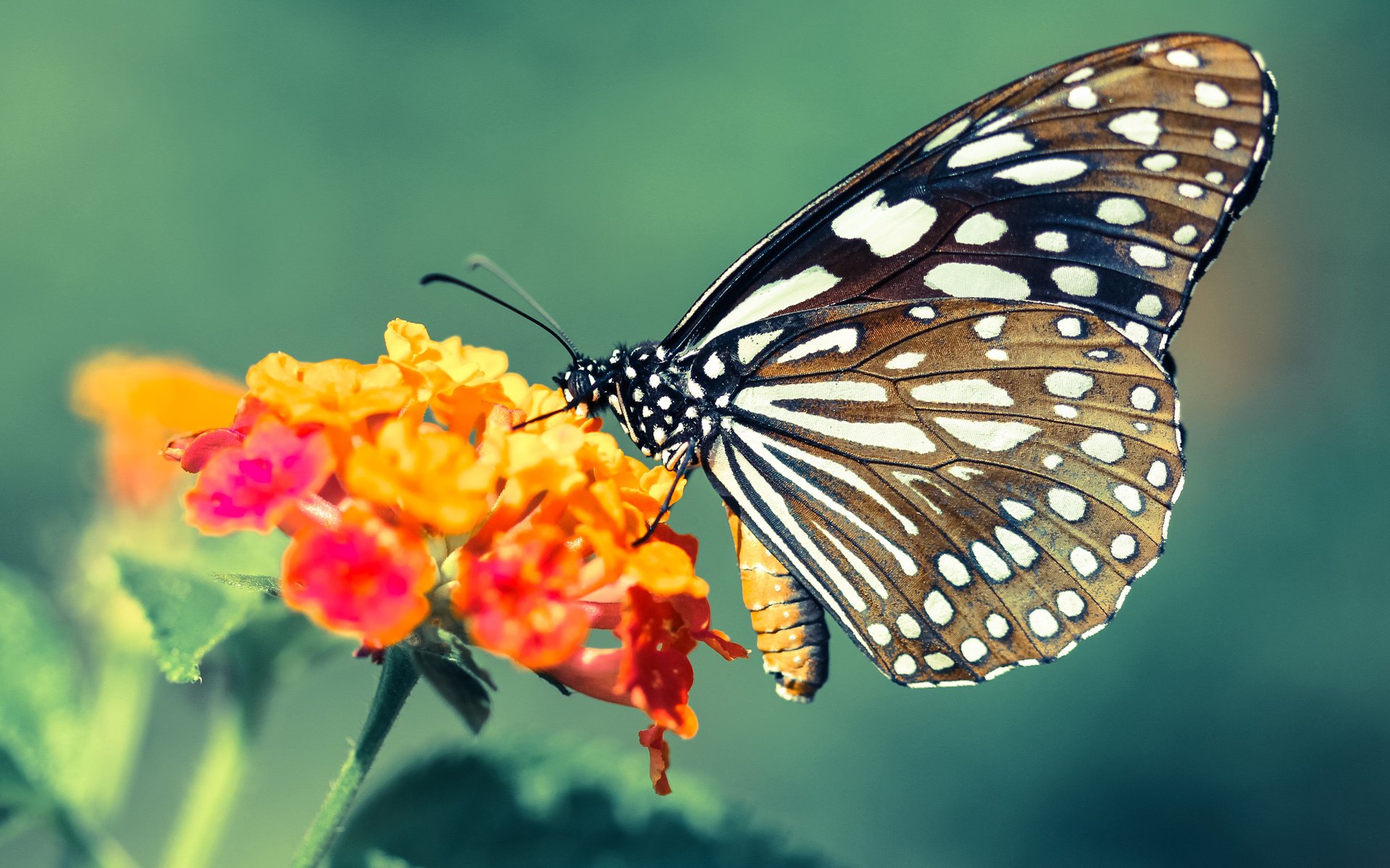 乔治不投哑弹，步行者用稳定撕裂火箭的浮华