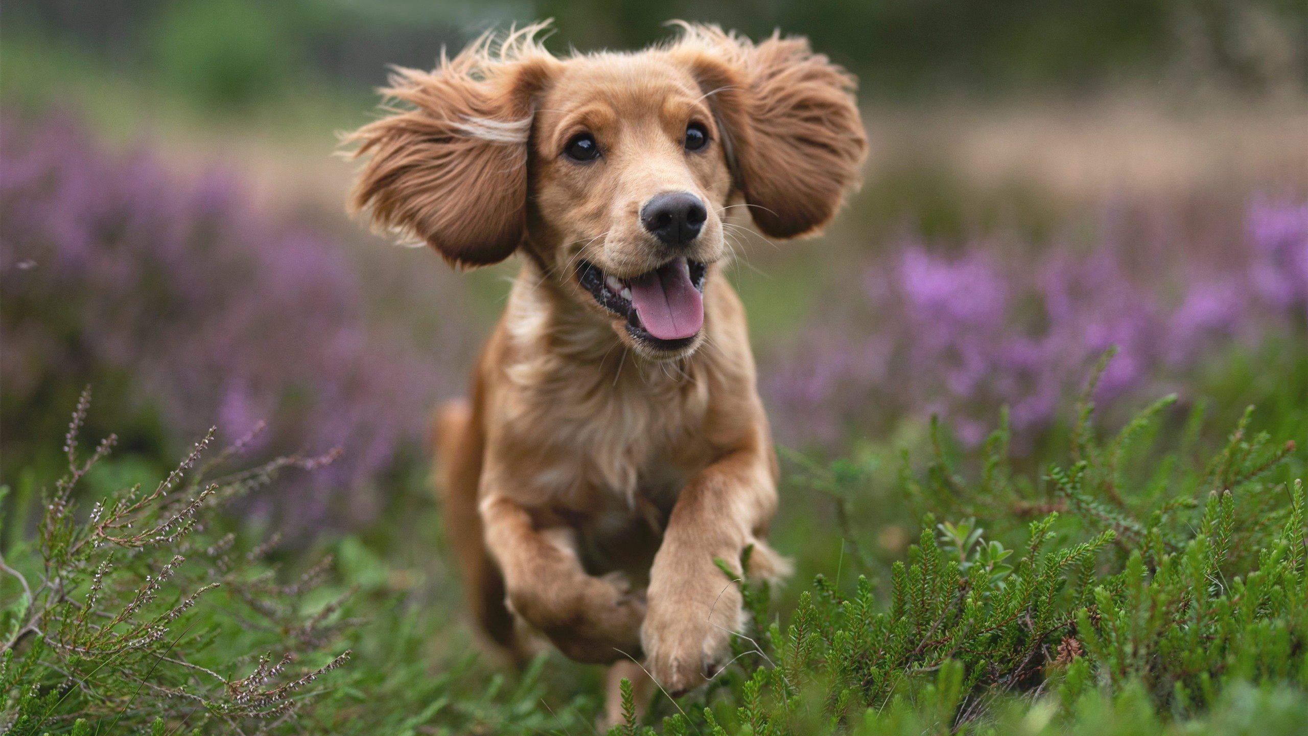 篮球场上的德甲争冠战，太阳以焦点战强度碾压爵士，演绎绿茵场般的激情