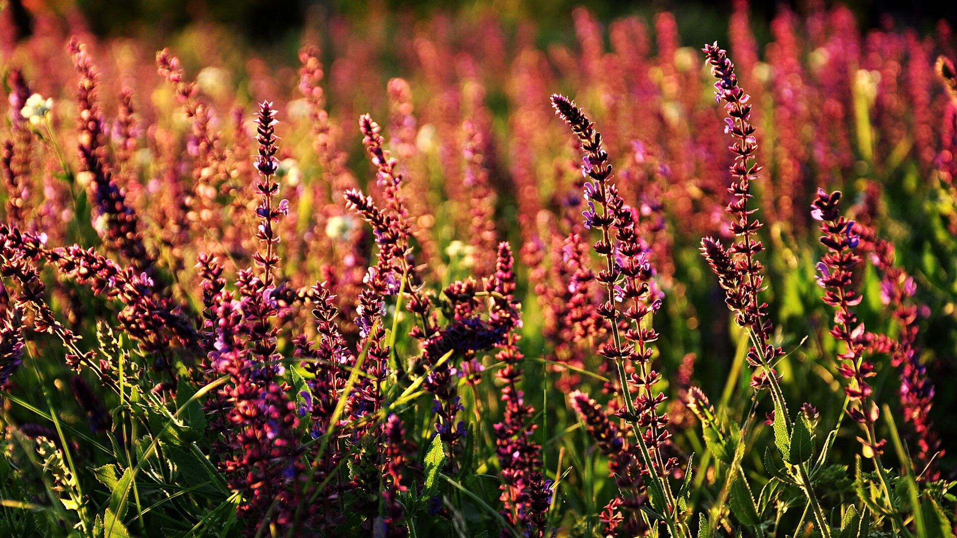子弹时间，杰伦格林最后三秒的亿万次抉择