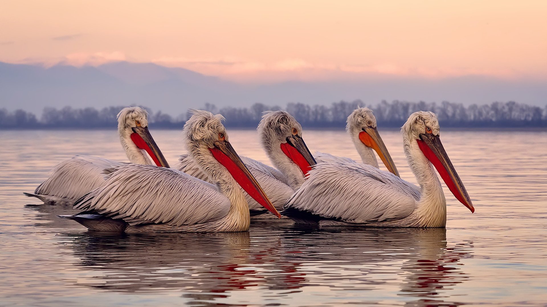 节奏大师,哈兰德如何在英超争冠夜以无声指挥棒带动全队脉搏