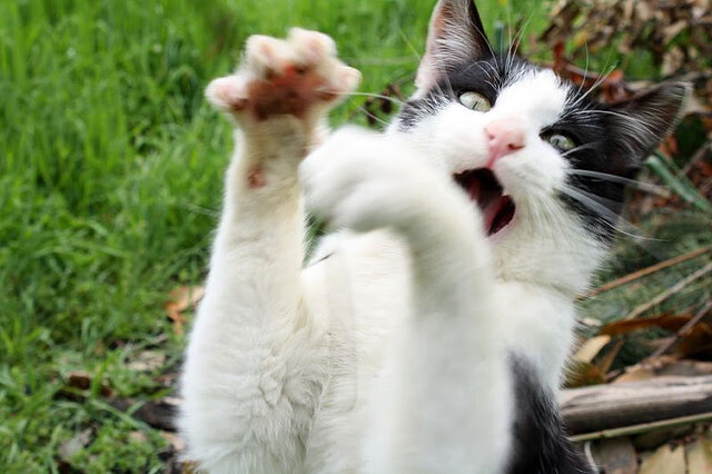 黄色潜水艇撞沉非洲雄狮,凯恩独扛三狮军旗破浪前行