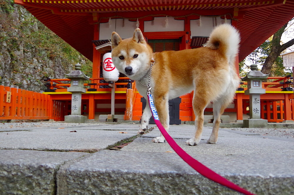 奥运关键战之夜,死神挥镰时,舞台越大他越强