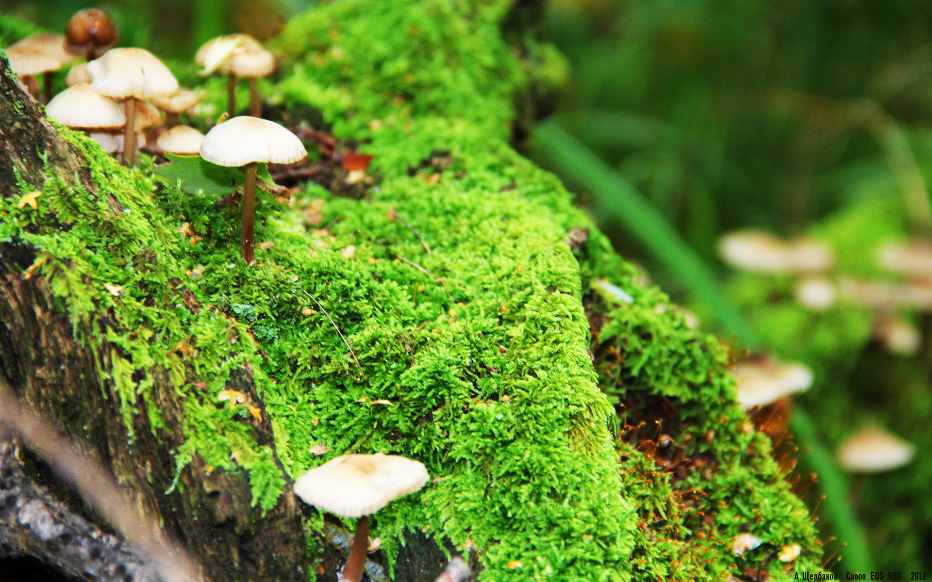 北欧盾与维京魂，厄德高刺穿雷恩的钢铁防线