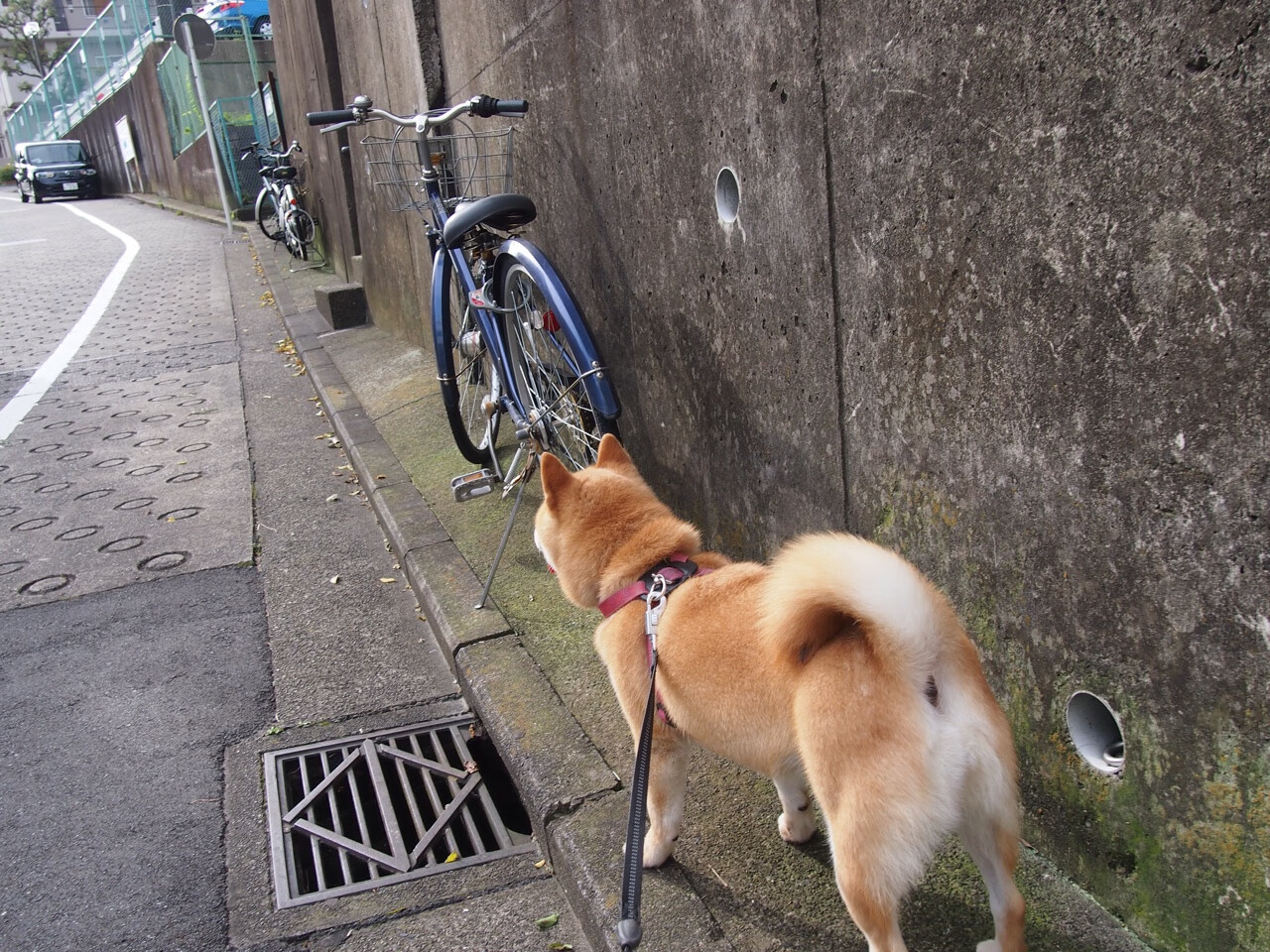 孤星耀巴黎,利拉德奥运前夜的霸权宣言