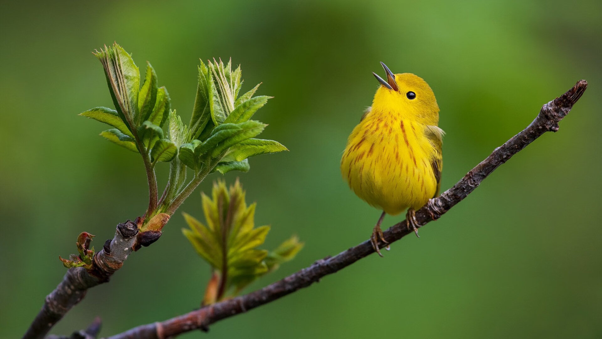 维尼修斯末节化身关键先生,墨西哥全明星正面风暴击溃佛罗伦萨