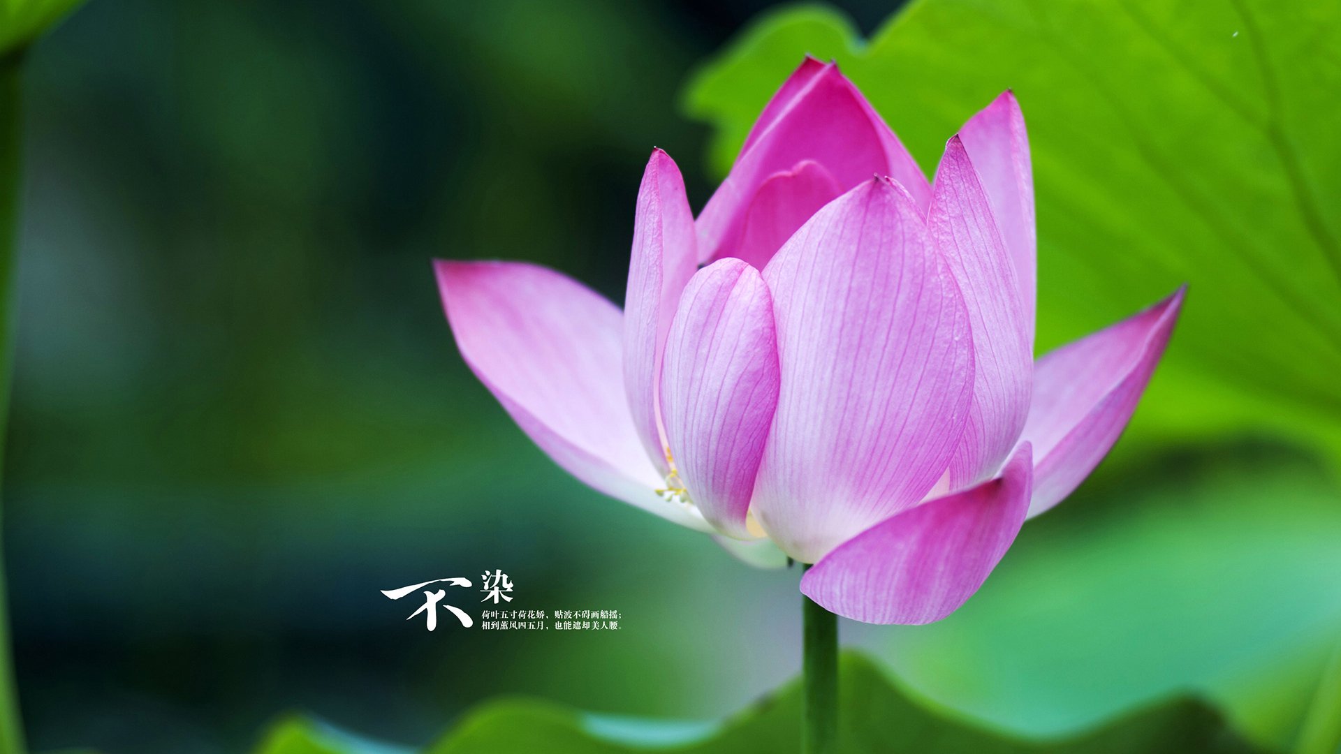 美加墨世界杯焦点战,捷克铁骑踏破斯洛伐克,范戴克神兵天降完成致命一击—一段不可复制的绿茵传奇